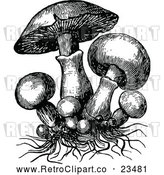 Vector Clip Art of Retro Mushrooms and Roots by Prawny Vintage