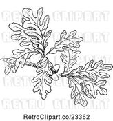 Vector Clip Art of Retro Oak Branch with Leaves and Acorns by Prawny Vintage