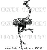 Vector Clip Art of Retro Ostrich by Prawny Vintage