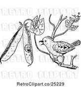 Vector Clip Art of Retro Pewee Bird by Prawny Vintage