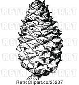 Vector Clip Art of Retro Pine Cone by Prawny Vintage