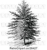 Vector Clip Art of Retro Pine Tree by Prawny Vintage