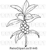 Vector Clip Art of Retro Plant with Berries by Prawny Vintage