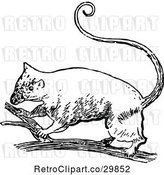 Vector Clip Art of Retro Possum on a Branch by Prawny Vintage