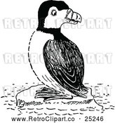 Vector Clip Art of Retro Puffin by Prawny Vintage