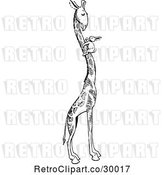 Vector Clip Art of Retro Rabbit on a Giraffes Neck by Prawny Vintage