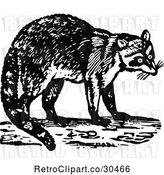 Vector Clip Art of Retro Raccoon by Prawny Vintage