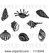 Vector Clip Art of Retro Seashells by Vector Tradition SM