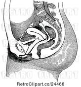 Vector Clip Art of Retro Section Through the Female Body Showing Pelvic Organs by Prawny Vintage