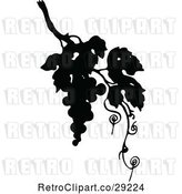 Vector Clip Art of Retro Silhouetted Grapes and Vine by Prawny Vintage