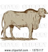 Vector Clip Art of Retro Sketched Brahman Bull Standing and Facing Right by Patrimonio