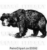 Vector Clip Art of Retro Sloth Bear by Prawny Vintage