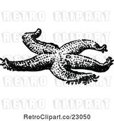 Vector Clip Art of Retro Starfish by Prawny Vintage