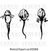 Vector Clip Art of Retro Tadpoles in Different Stages by Prawny Vintage
