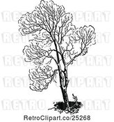 Vector Clip Art of Retro Tree by Prawny Vintage