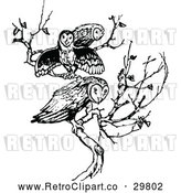Vector Clip Art of Retro Trio of Owls on a Branch by Prawny Vintage
