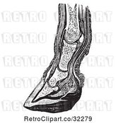 Vector Clip Art of Retro Vertical Section of the Lower Leg and Horse Foot Hoof in by Picsburg