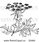 Vector Clip Art of Retro Wild Carrot Blossom by Prawny Vintage