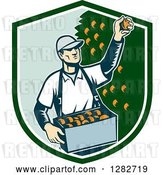 Vector Clip Art of Retro Woodcut Male Fruit Picker Harvesting Oranges in a Green and White Shield by Patrimonio