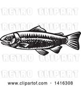 Vector Clip Art of Retro Woodcut Spotted Trout Fish by Patrimonio