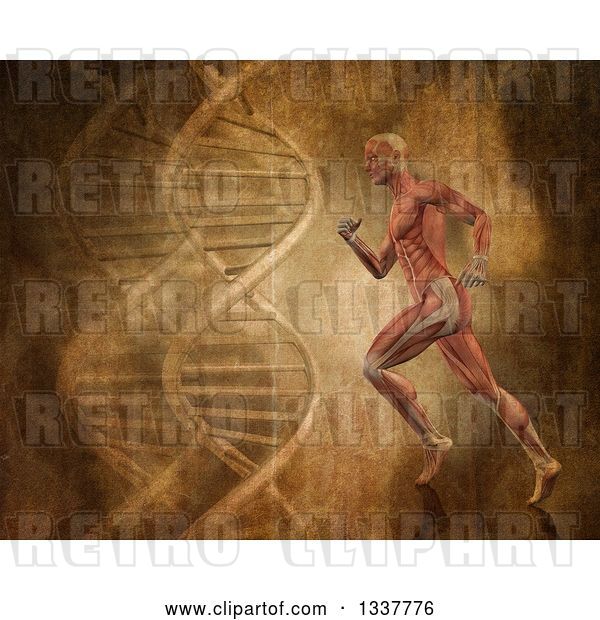 Clip Art of Retro 3d Medical Anatomical Guy with Visible Muscles, Running over a DNA Background
