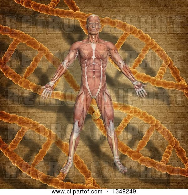 Clip Art of Retro 3d Medical Anatomical Male with Visible Muscles over a DNA and Background