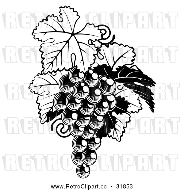 Vector Clip Art of a Fresh Retro Bunch of Grapes on a Vine with Leaves in Black and White