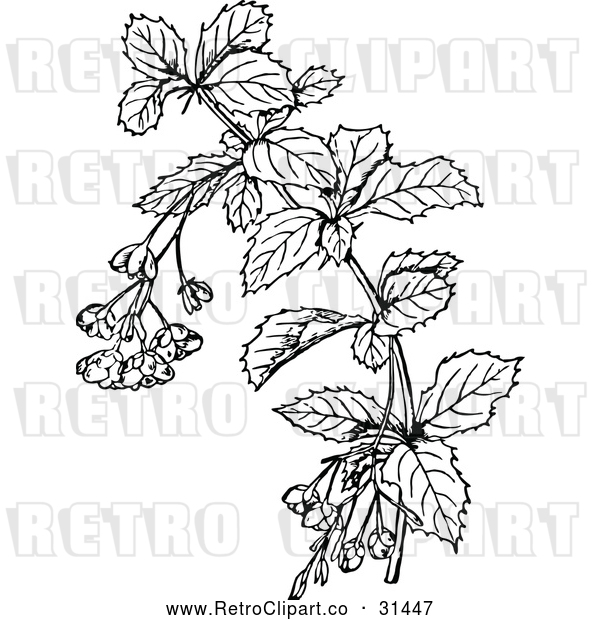 Vector Clip Art of a Retro Barberry Branch - Black and White