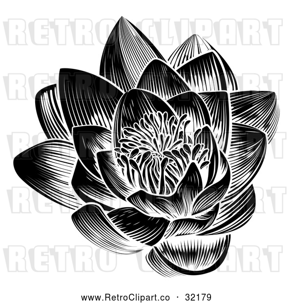 Vector Clip Art of a Retro Black Blooming Waterlily Lotus Flower