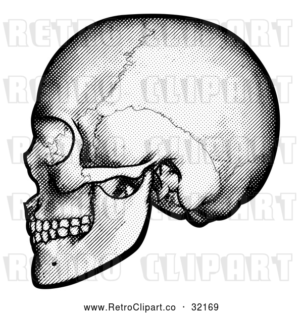 Vector Clip Art of a Retro Black Human Skull in Profile