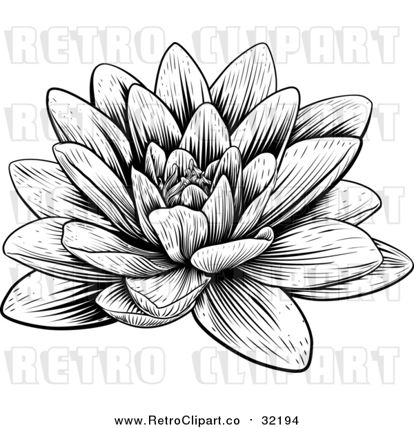 Vector Clip Art of a Retro Blooming Waterlily Lotus Flower