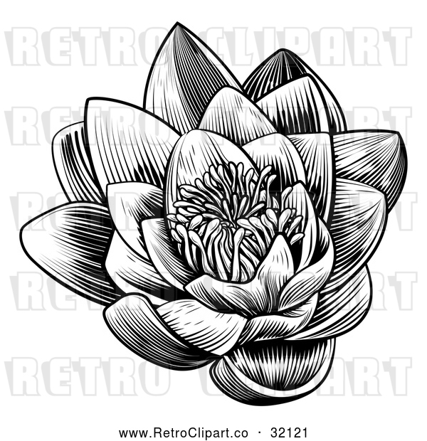 Vector Clip Art of a Retro Blooming Waterlily Lotus Flower in Black Lineart