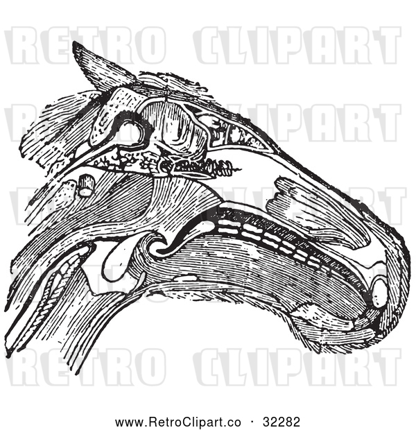 Vector Clip Art of a Retro Horse Head Featuring Muscles Tendons and Bones