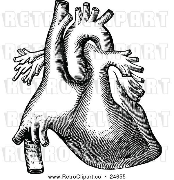 Vector Clip Art of a Retro Human Heart Organ