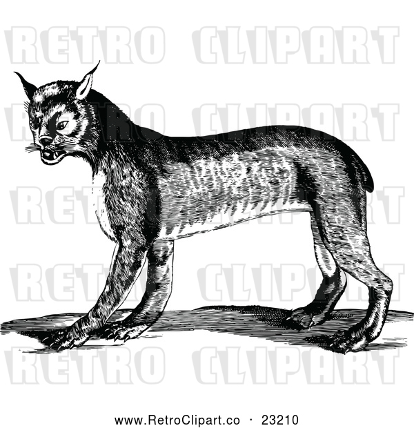 Vector Clip Art of an Aggressive Retro Bobcat