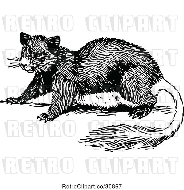 Vector Clip Art of Anomalure