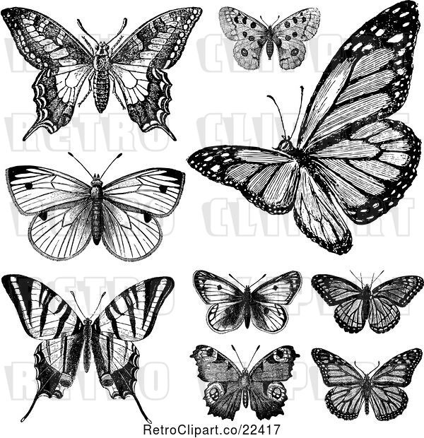 Vector Clip Art of Butterflies 1