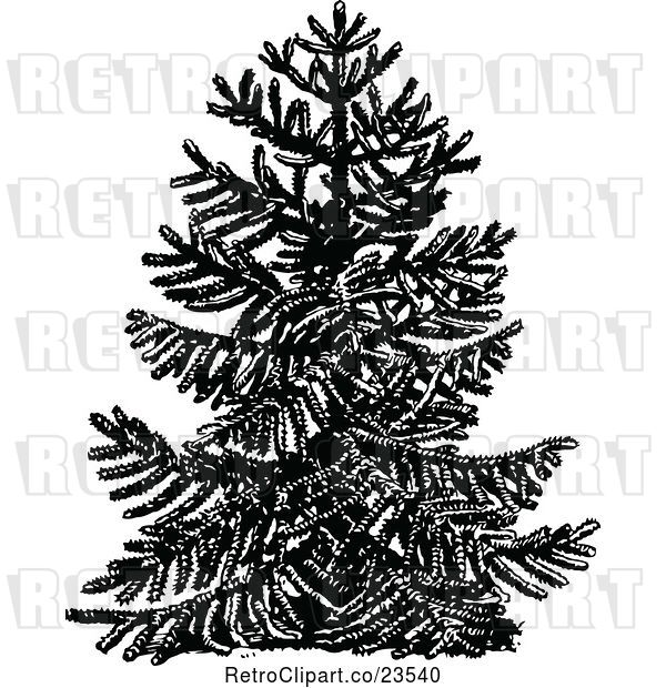 Vector Clip Art of Chile Pine Monkey Puzzle Tree