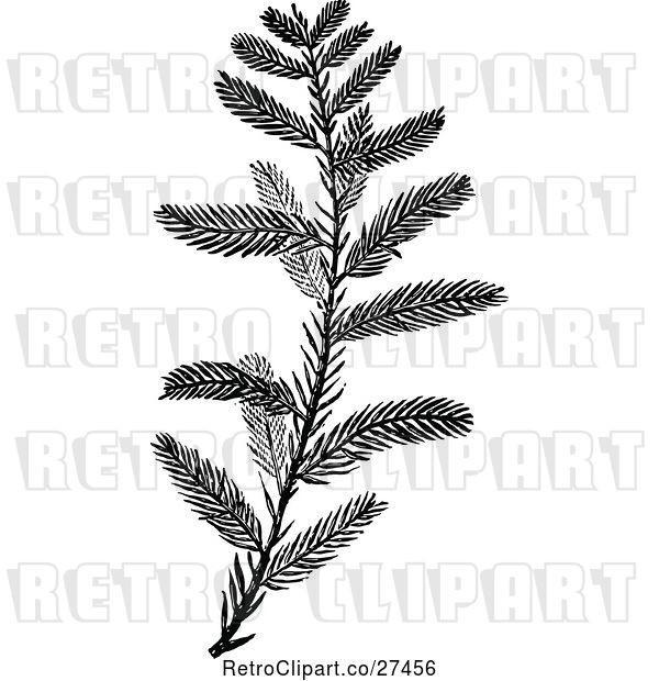 Vector Clip Art of Cypress Sprig