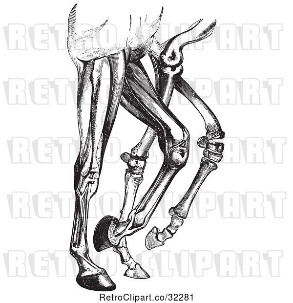 Vector Clip Art of Engraved Diagram of Horse Leg Muscles and Bones in