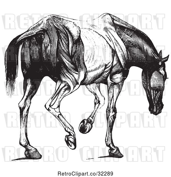 Vector Clip Art of Engraved Horse Anatomy of Muscular Covering Rear View in