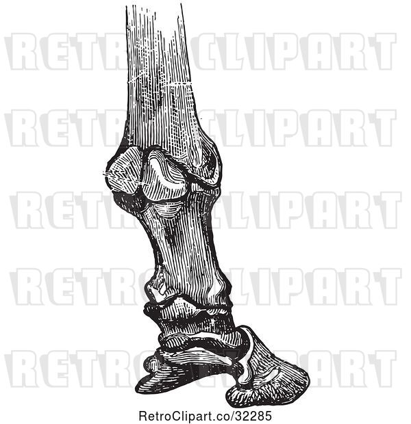 Vector Clip Art of Engraving of Horse Bones and Articulations of the Foot Hoof in 4
