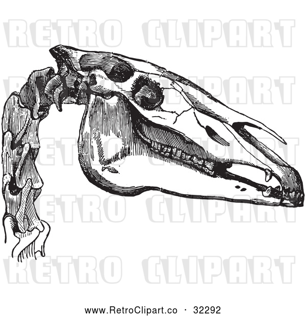 Vector Clip Art of Horse Head in Black and White