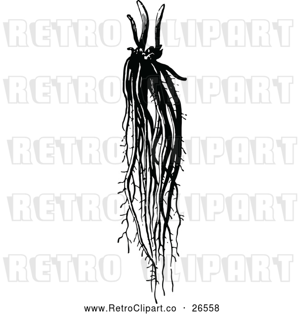 Vector Clip Art of Retro Asparagus Root
