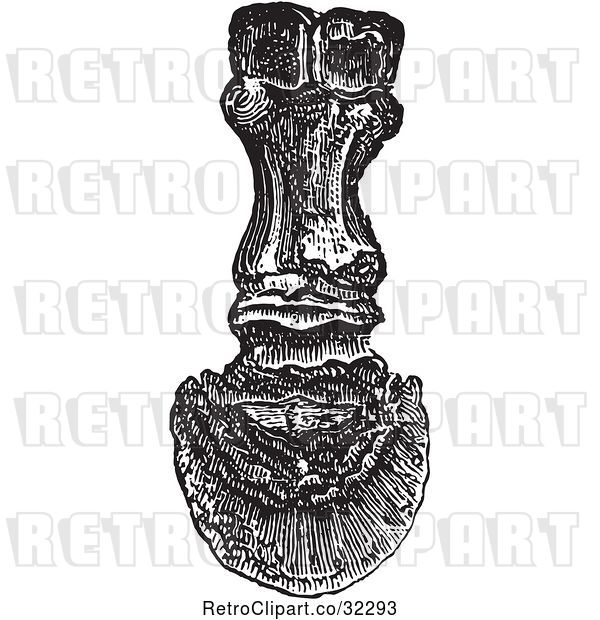 Vector Clip Art of Retro Back View of the Bones in a Horse Foot and Hoof in
