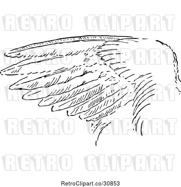Vector Clip Art of Retro Bird Wing