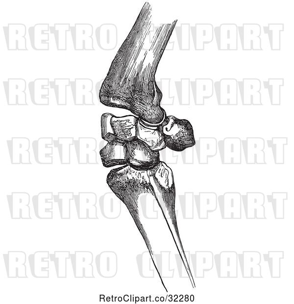 Vector Clip Art of Retro Bones of a Flexed Horse Knee in