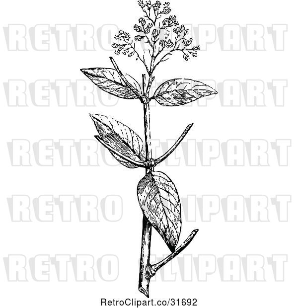 Vector Clip Art of Retro Botanical Plant with Flowers 1