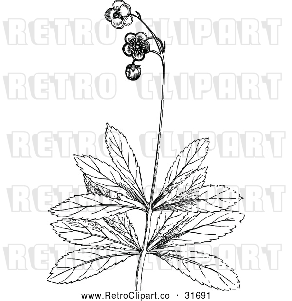 Vector Clip Art of Retro Botanical Plant with Flowers 2