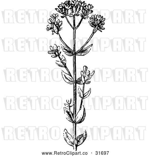 Vector Clip Art of Retro Botanical Plant with Flowers 3